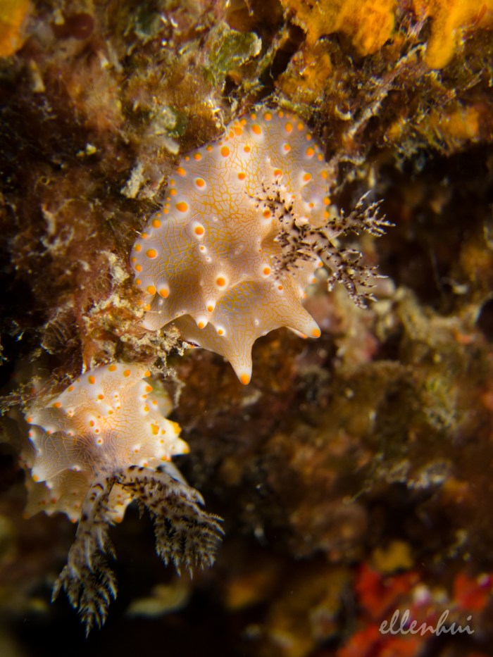 underwater world (1)