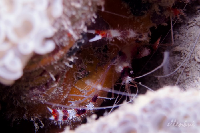 underwater world (10)