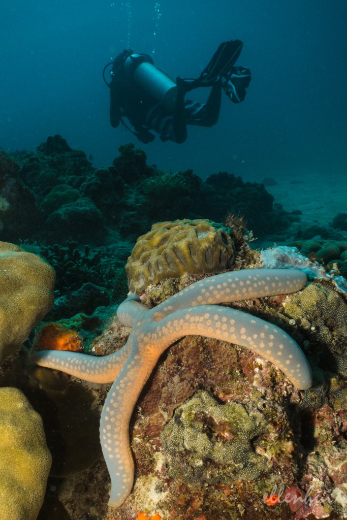 underwater world (2)