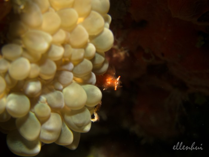 underwater world (3)