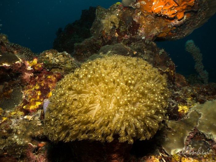 underwater world (5)