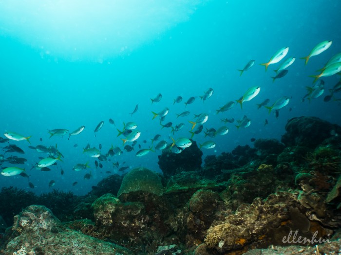 underwater world (7)