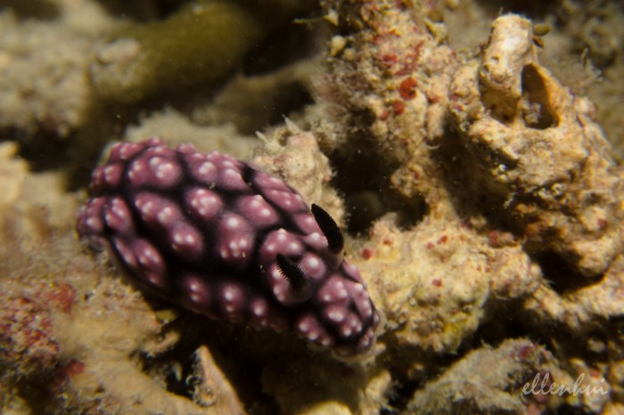 underwater world (9)