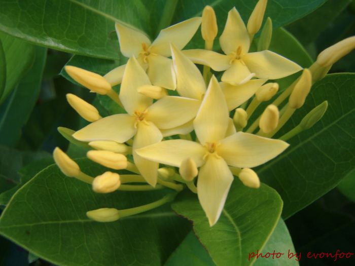 ixora