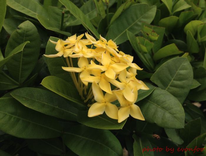 ixora