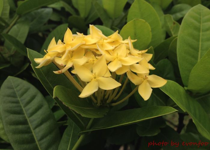ixora