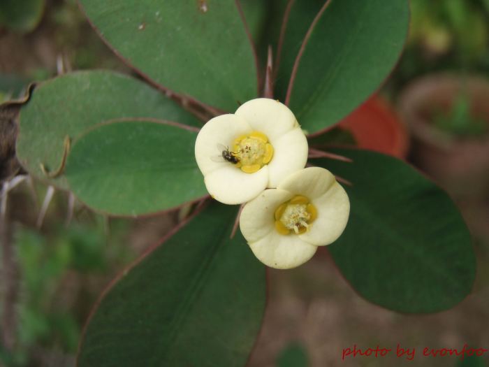 crown of thorns, Christ plant, Christ thorn Euphorbia Milii 