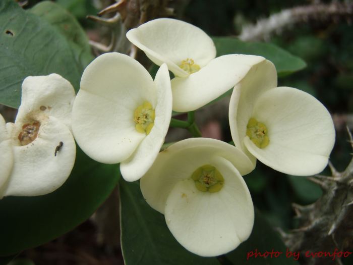 euphorbia milii, crown of thorns, christ plant, christ thorn