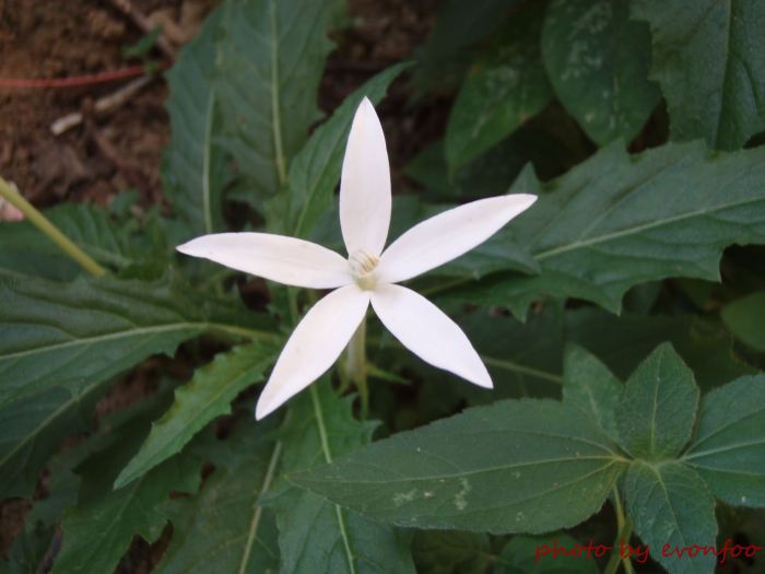 star of bethlehem Hippobroma Longiflora 