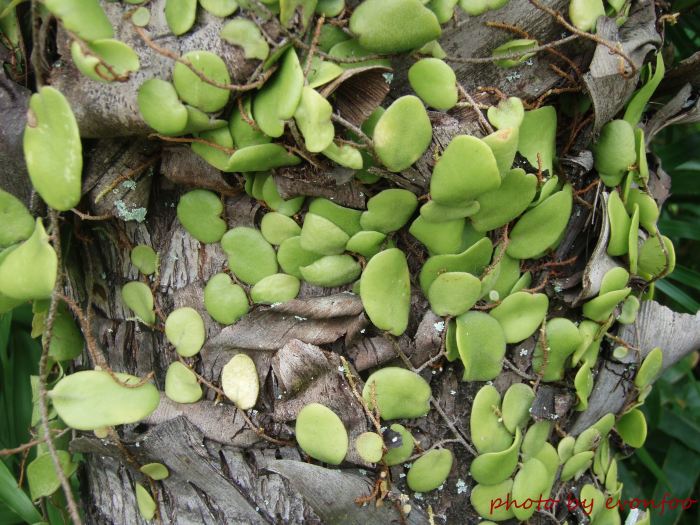 pyrrosia piloselloides, dragon's scale fern
