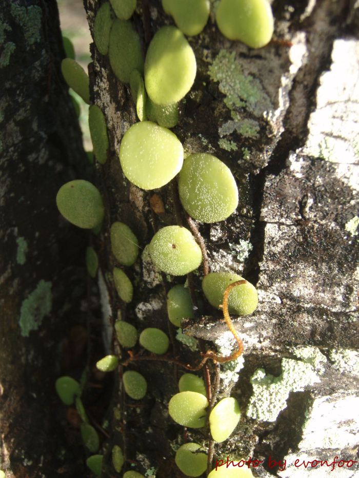dragon's scale fern, pyrrosia piloselloides 