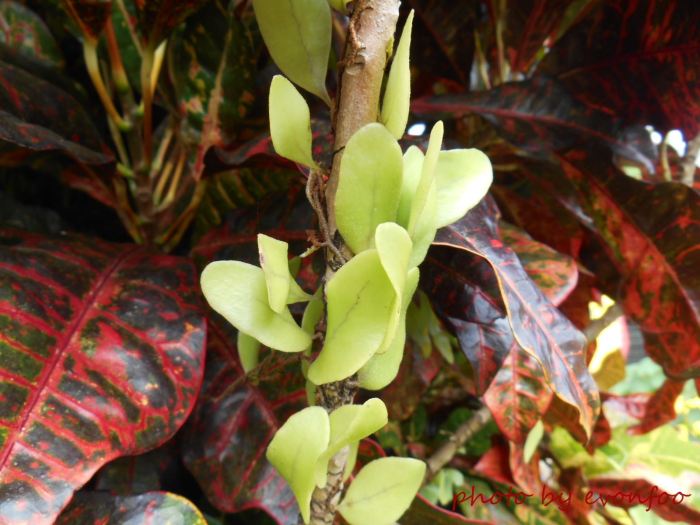 sometimes the fronds are elongated