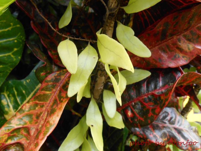 pyrrosia piloselloides, dragon's scale fern (5)