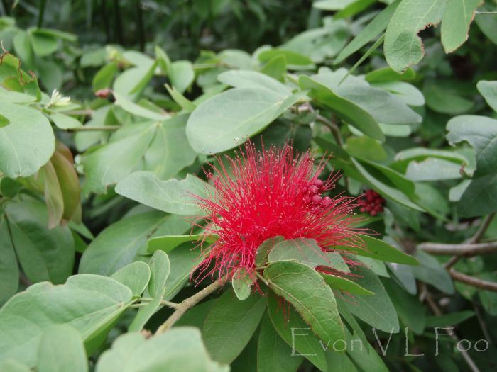 calliandra, powder puff tree