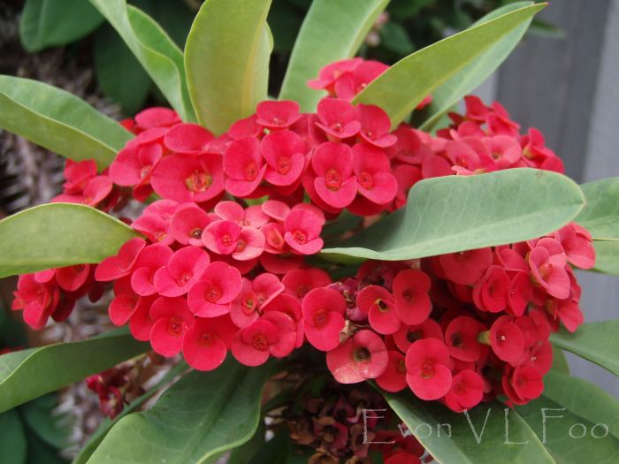 euphorbia milii, crown of thorns, christ's thorn