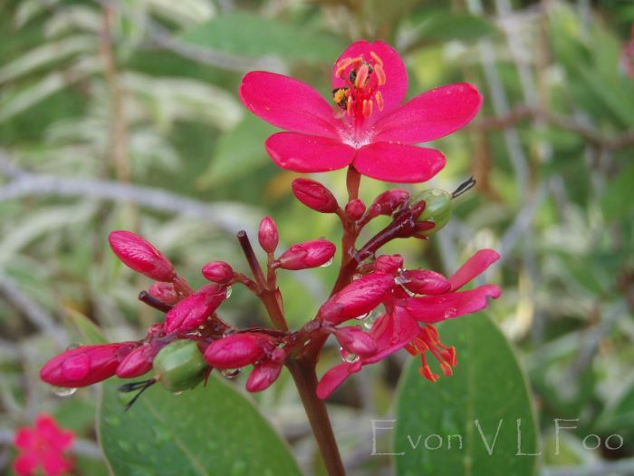 spicy jatropha, jatropha integerrima