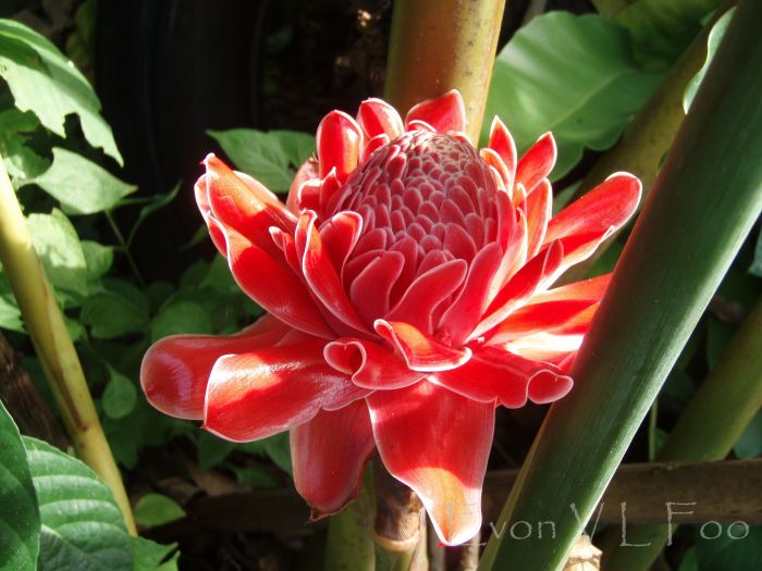 torch ginger
