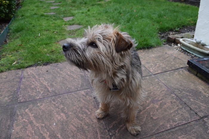 my little new friend Diddly