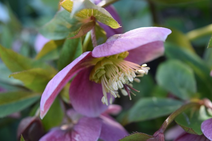 flowers on the grounds of The Vyne