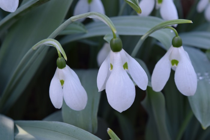 there are still snowdrops around