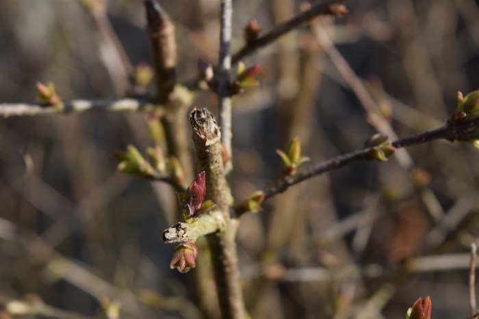 delightful to see the new leaves appearing...