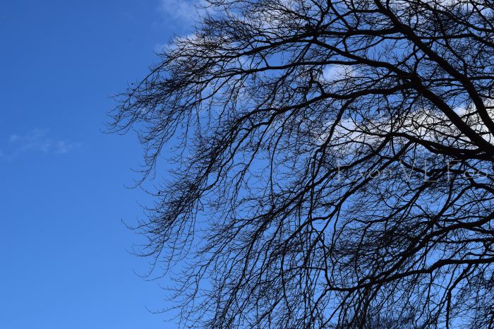 leaveless branches against the clear blue sky
