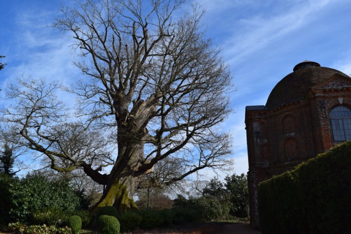 twig trees intrigue me...