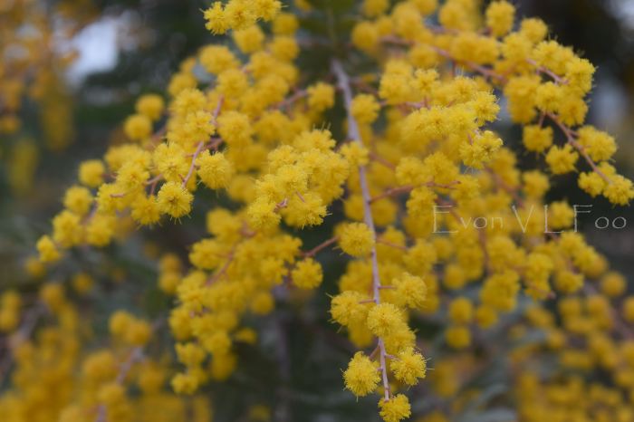 acacia