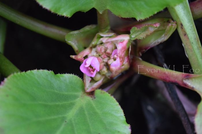 bergenia