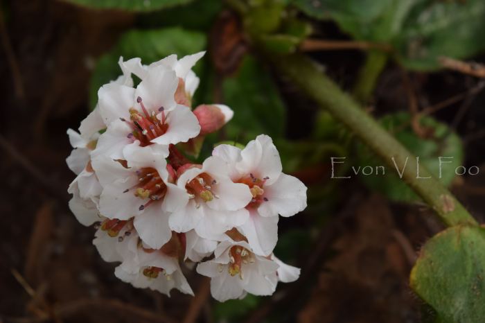 bergenia