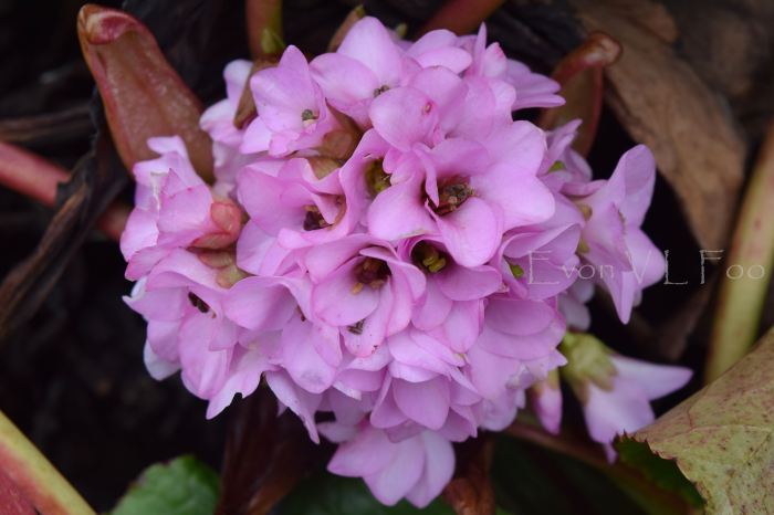 bergenia