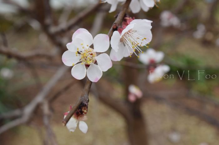 blossom - apricot