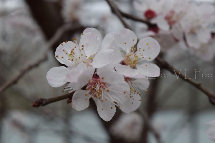 blossom - apricot