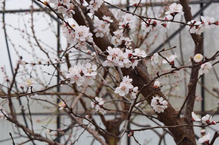 blossom - apricot