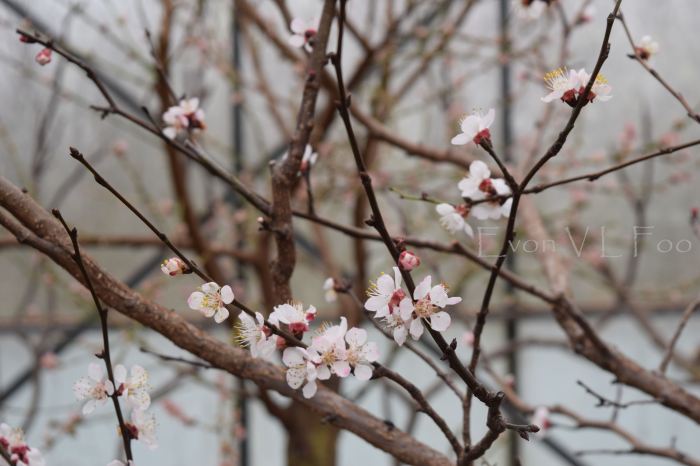 blossom - apricot
