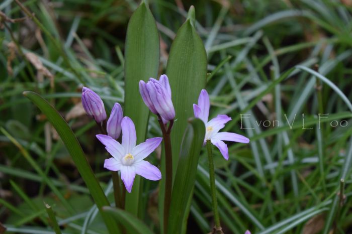 Chionodoxa glory of the snow (2)