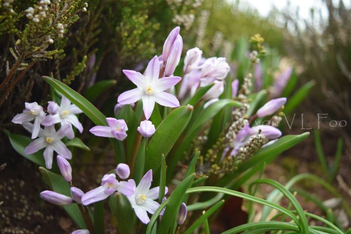 Chionodoxa glory of the snow (4)
