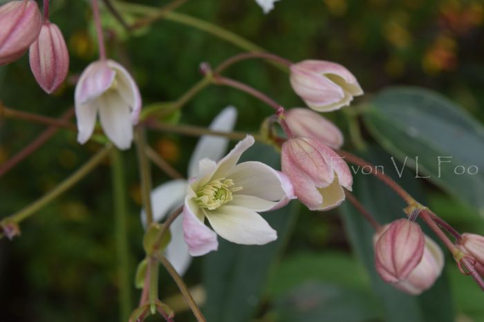 clematis
