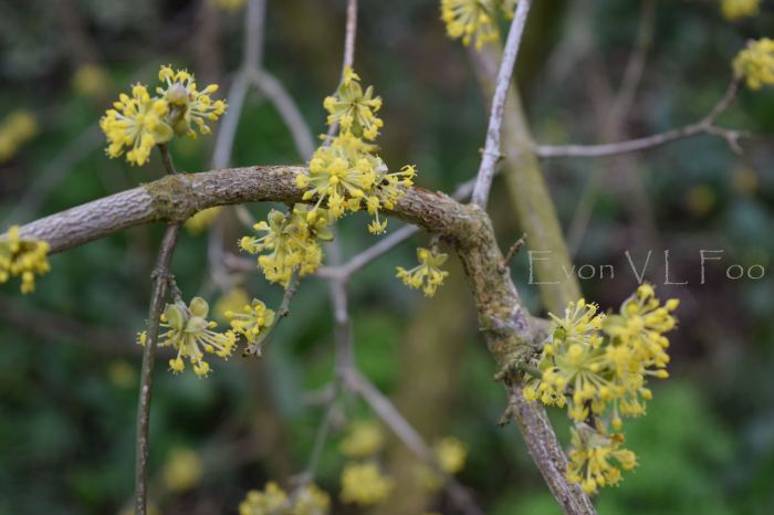 cornus mas european cornel (1)