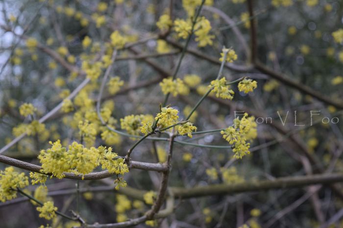 cornus mas european cornel (2)