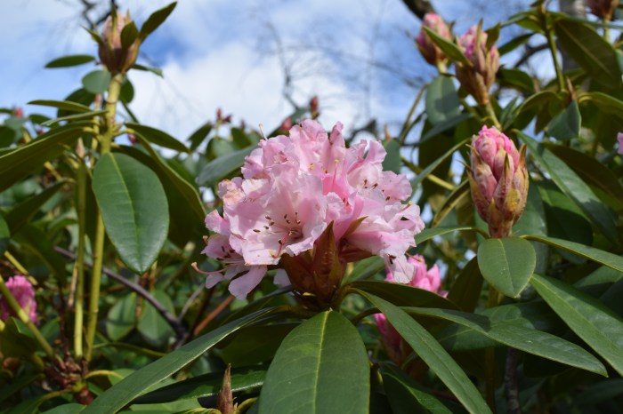 rhododendrons are blooming...