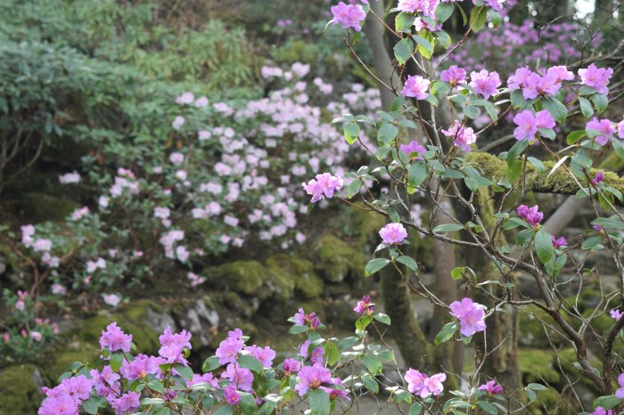 pleasing azaleas