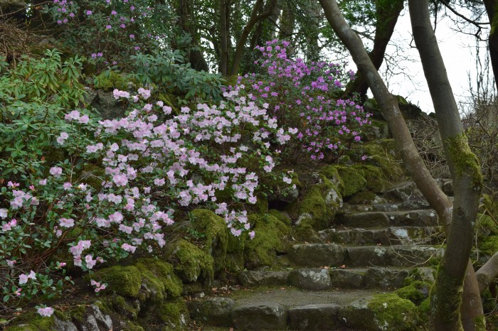 blooming azaleas along the pathway