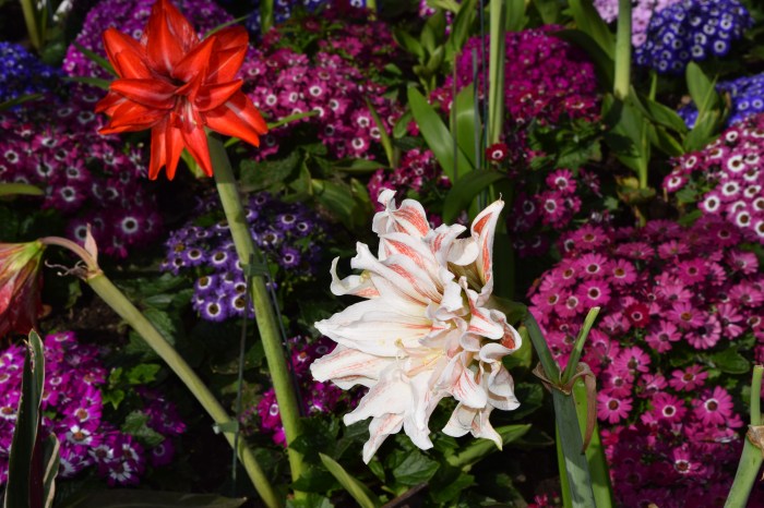 lovely multiple petal amaryllis
