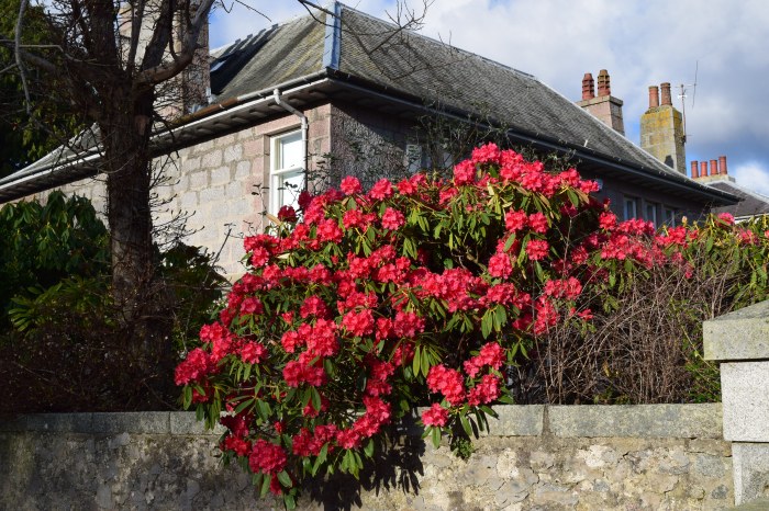 azalea in blooms