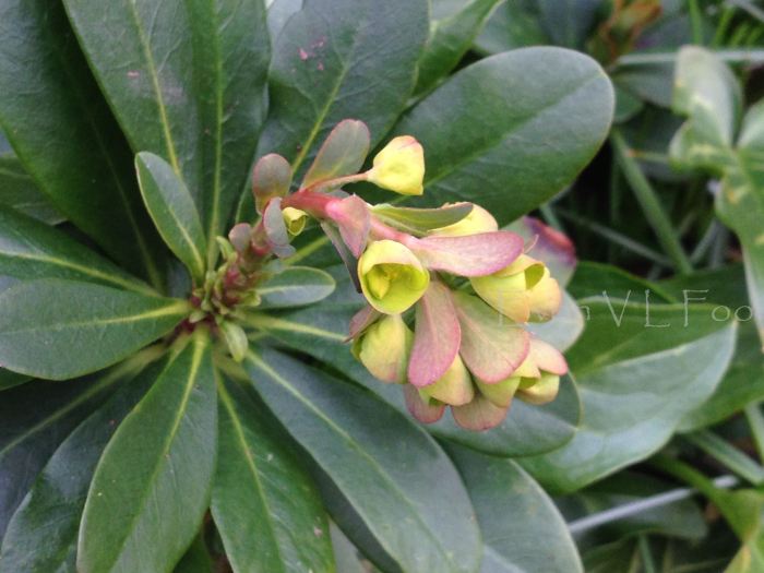 euphorbia