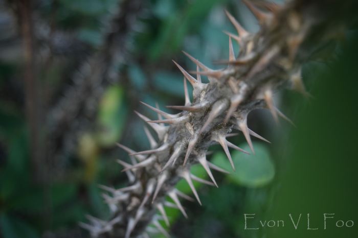 euphorbia milii crown of thorns Christ thorn (2)