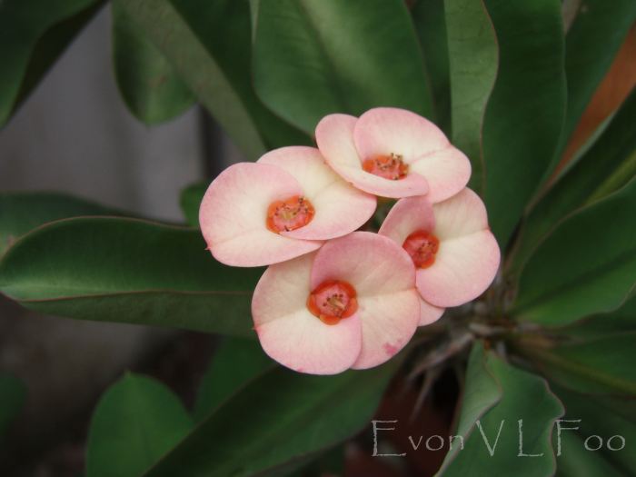 euphorbia milii crown of thorns christ thorn