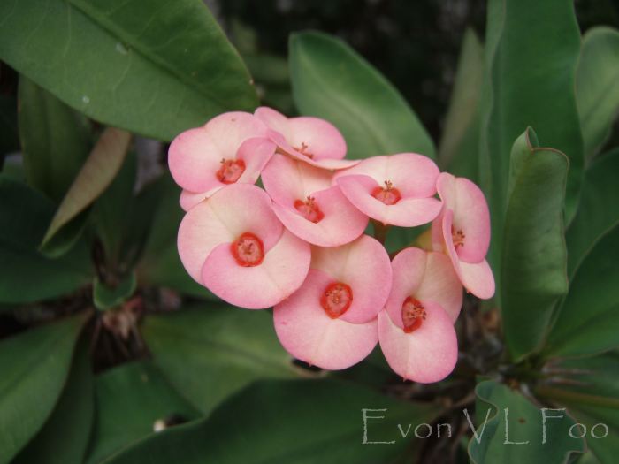 euphorbia milii crown of thorns christ thorn