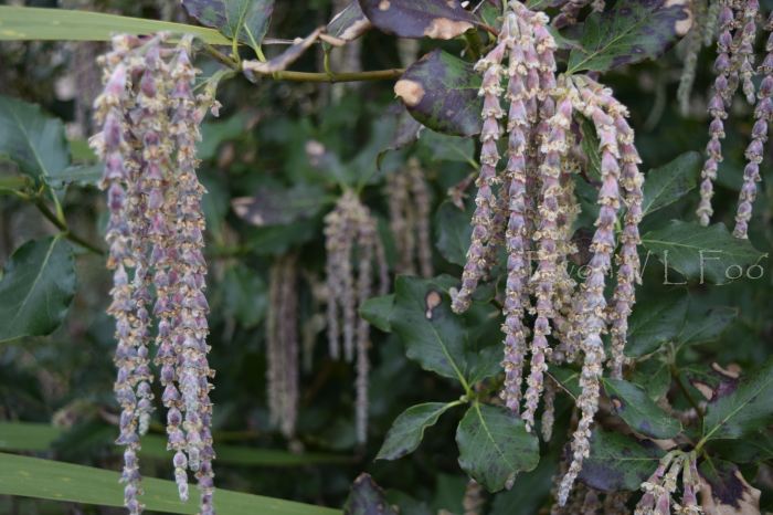 garrya elliptica silk tassel bush